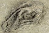 Fossil Crinoid (Barycrinus) - Warsaw Formation, Illinois #188710-3